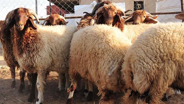 تفاصيل أسعار صكوك الأضحية 2026 في مصر