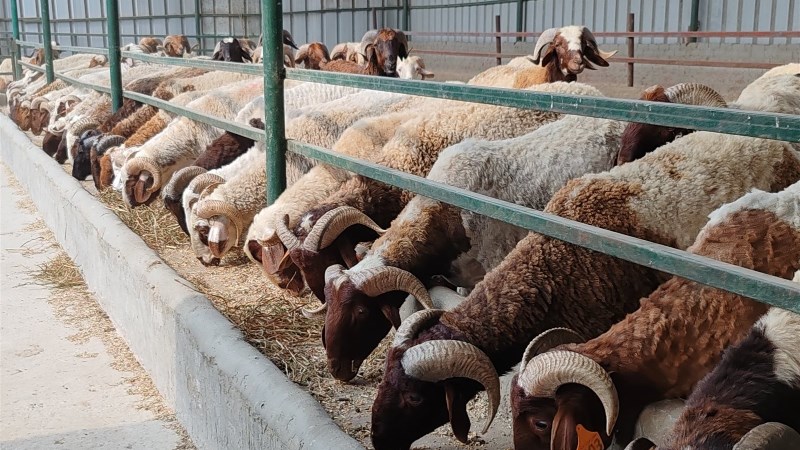 تفاصيل أسعار صكوك الأضحية 2026 في مصر