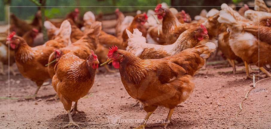 أسعار الدواجن اليوم في مصر