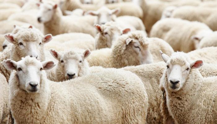 كيفية اختيار الأضحية المثالية في عيد الأضحى