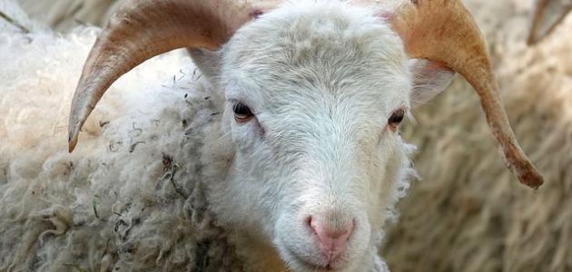 كيفية اختيار الأضحية المثالية في عيد الأضحى