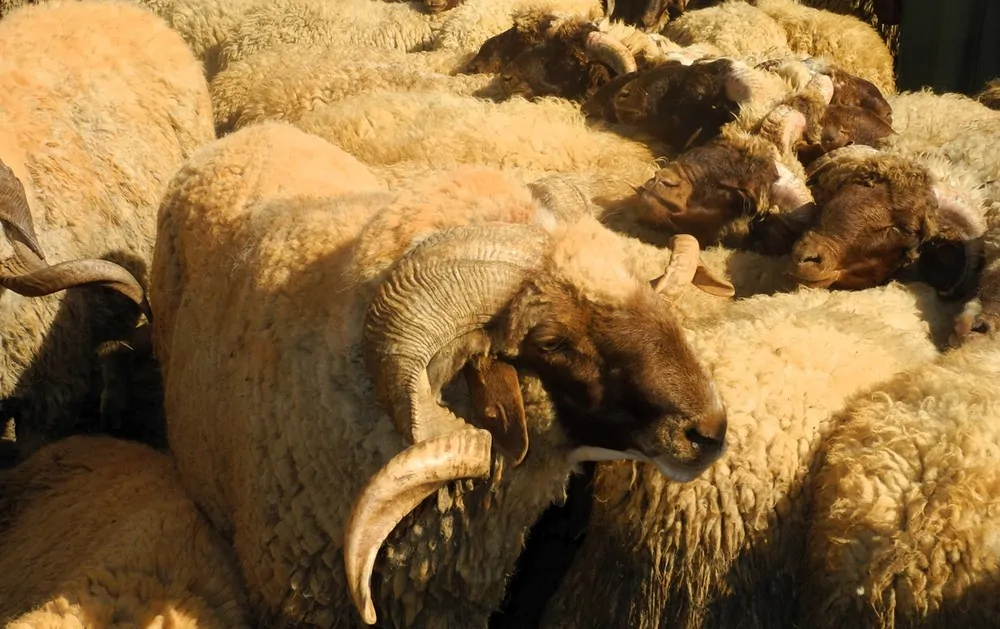 شروط الأضحية التي يجب عليك معرفتها
