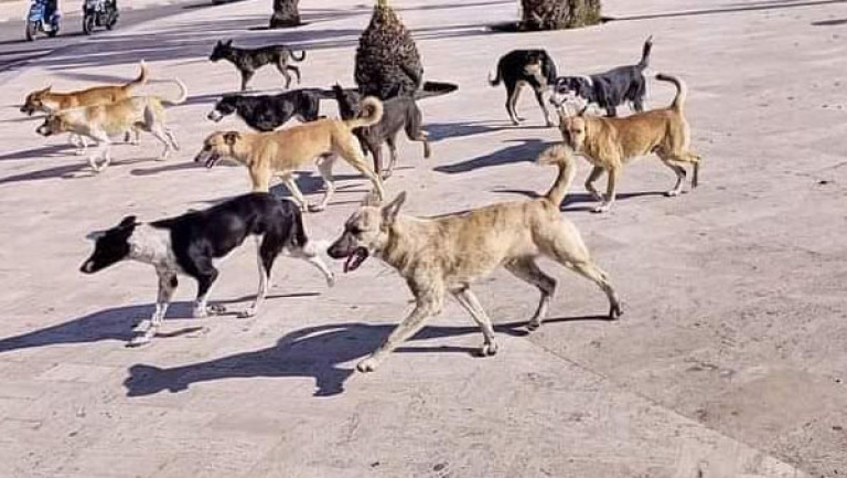 كلاب الشوارع